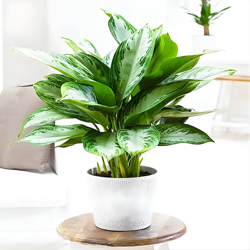 Cây Vạn Lộc Xanh