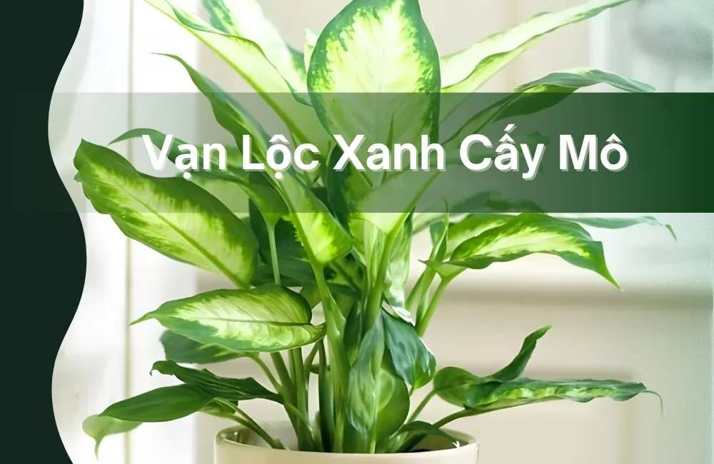 Tổng quan về cây Vạn Lộc Xanh cấy mô