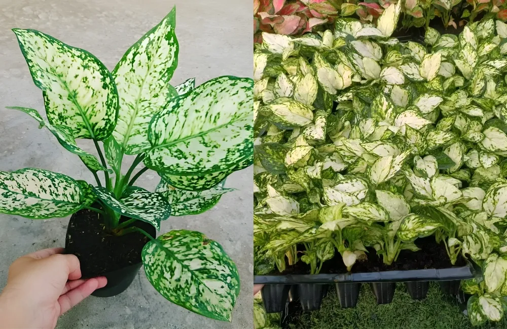 Các dòng và nhóm cây Vạn Lộc Xanh phổ biến