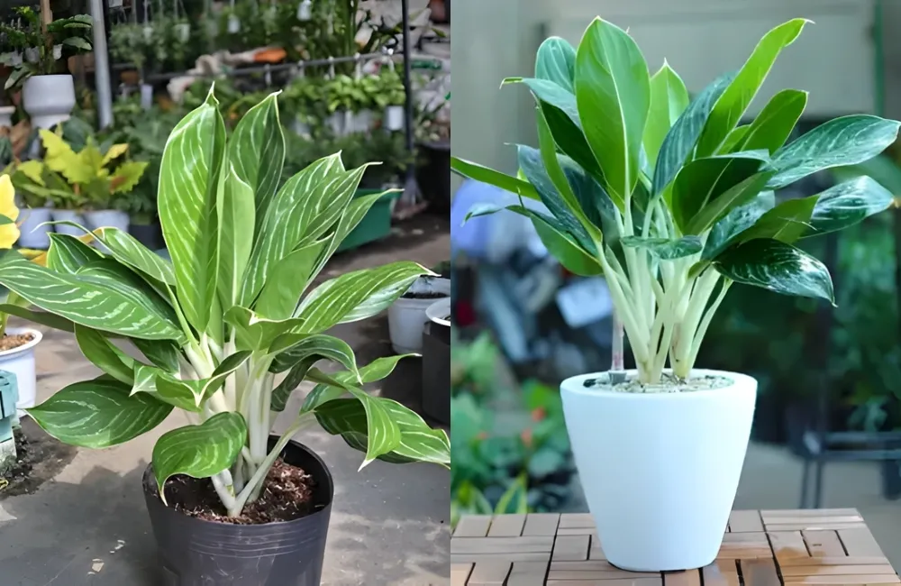 Giá thể trồng và độ ẩm vạn lộc xanh