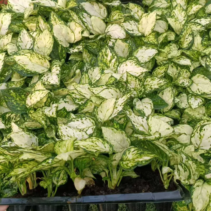 Vạn Lộc Xanh Cấy Mô