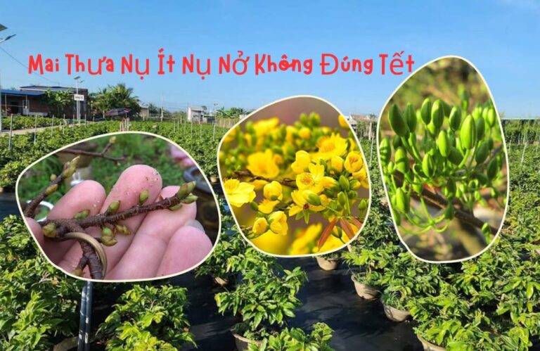 Mai ít nụ, thưa nụ, mai nở không đúng Tết – Nguyên nhân và cách xử lý hiệu quả