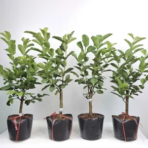 Ổi Nữ Hoàng