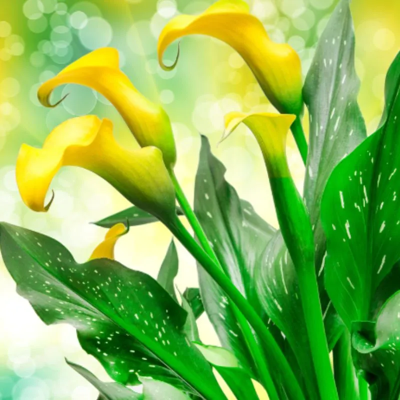 Calla Lily Cấy Mô - Ảnh 2