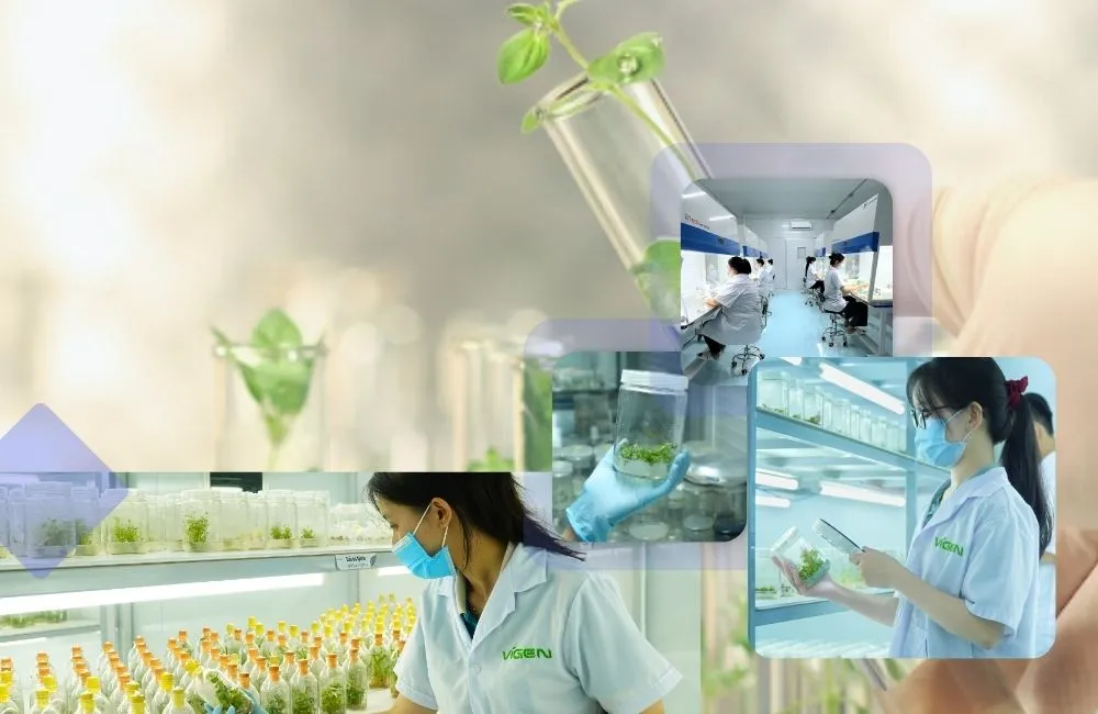 Nuôi cấy mô thực vật là gì ?