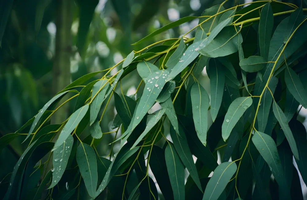Kỹ thuật trồng và chăm sóc Bạch đàn chanh cấy Mô