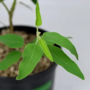 Bạch đàn chanh cấy mô