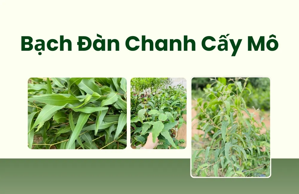 Tổng quan về cây Bạch đàn chanh cấy Mô