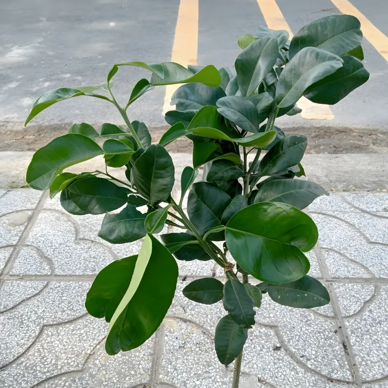 Bưởi Ruby