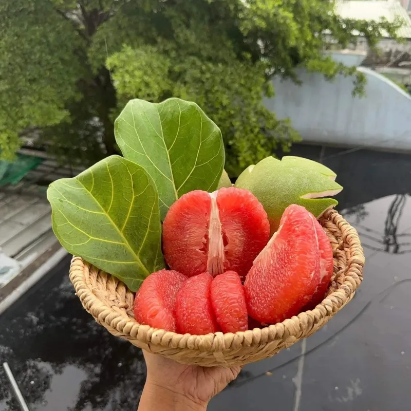 Trái bưởi Ruby