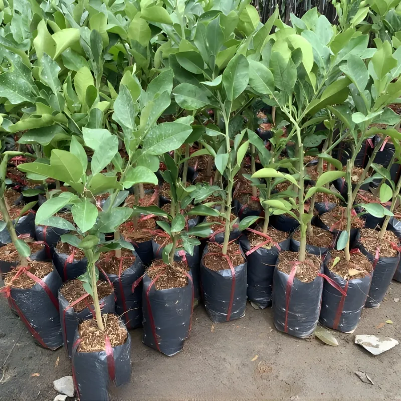 Cây bưởi Ruby