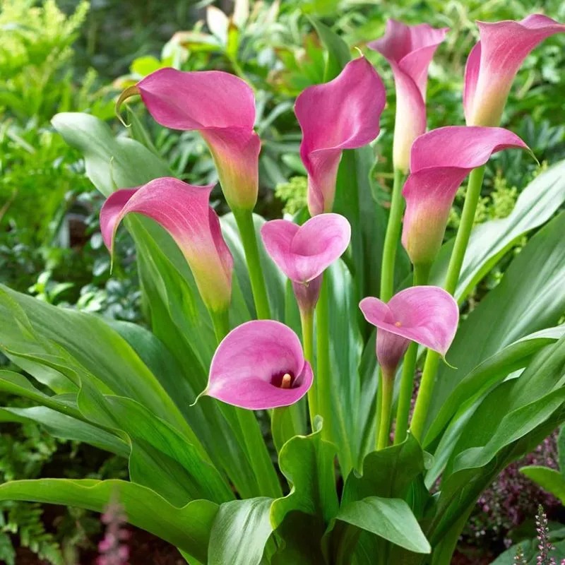 Calla Lily Cấy Mô