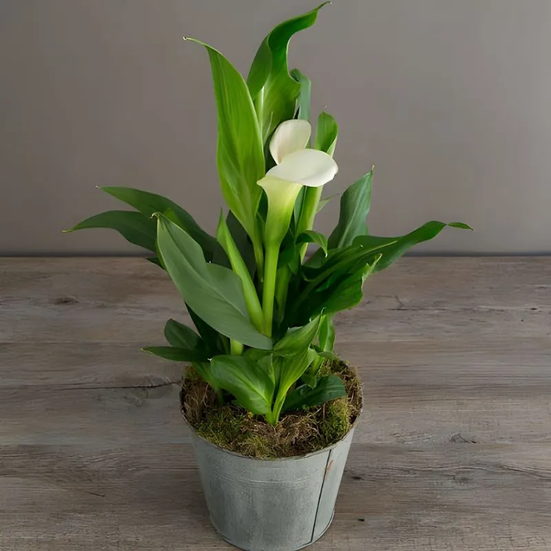 Calla Lily Cấy Mô