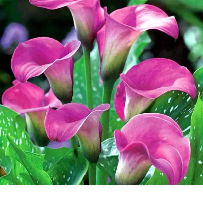Calla Lily Cấy Mô