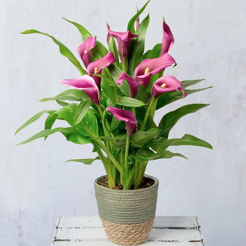 Calla Lily Cấy Mô - Ảnh 6