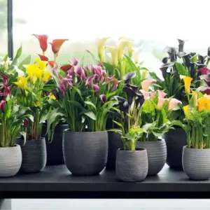 Calla Lily Cấy Mô