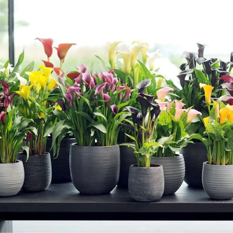 Calla Lily Cấy Mô