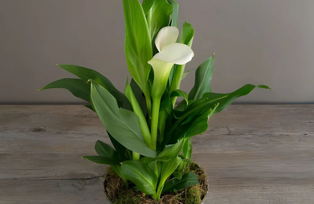 Calla Lily Cấy Mô