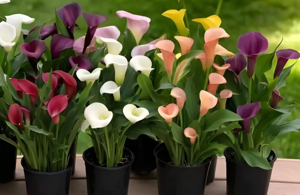 Calla Lily Cấy Mô