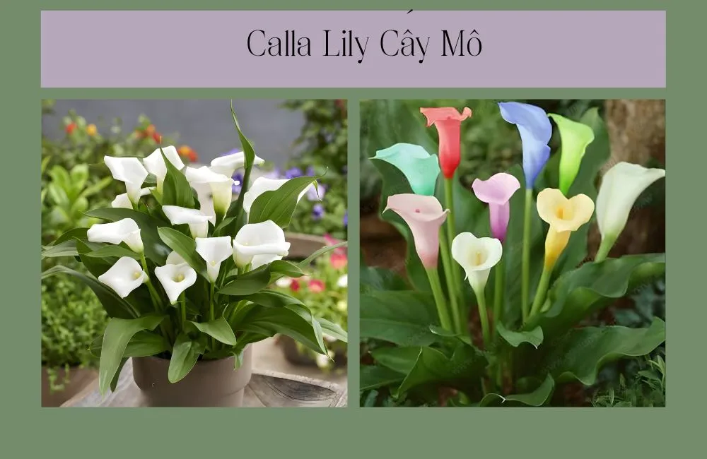 Calla Lily Cấy Mô