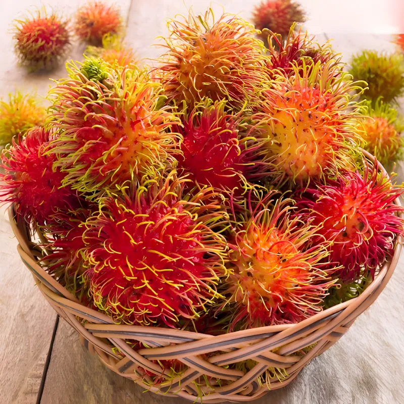 Cây giống chôm chôm Thái