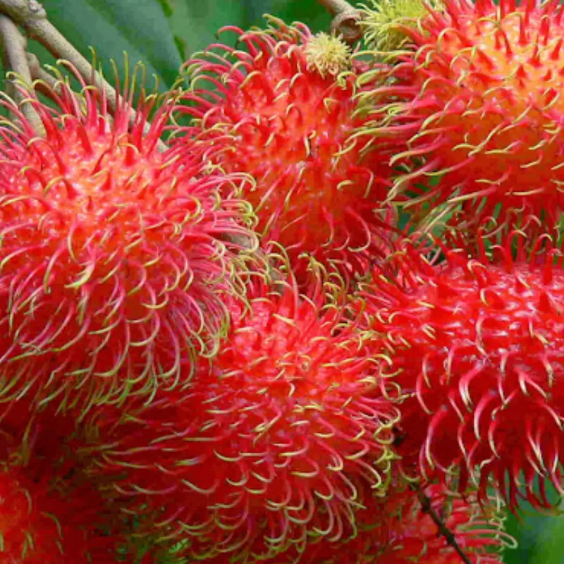Cây giống chôm chôm Thái