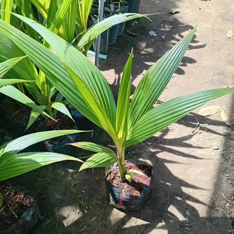 dừa Tam Quan