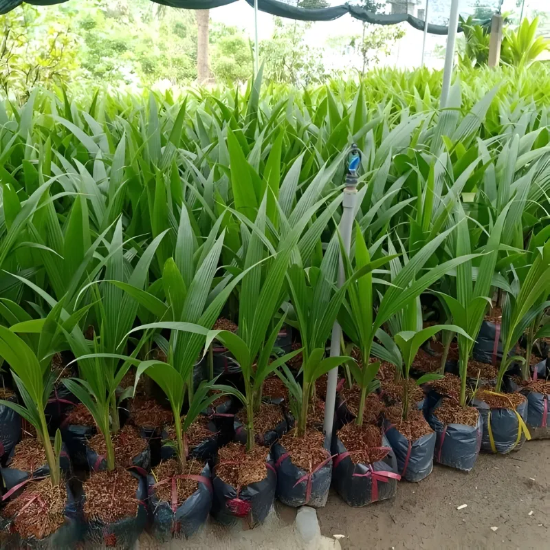 Dừa Xiêm Dây - Ảnh 3