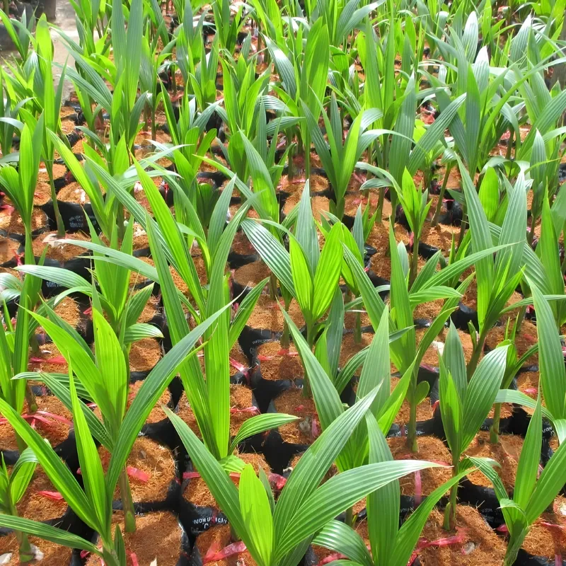 Dừa Xiêm Dây - Ảnh 4