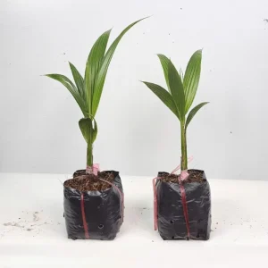 Dừa Xiêm Dây