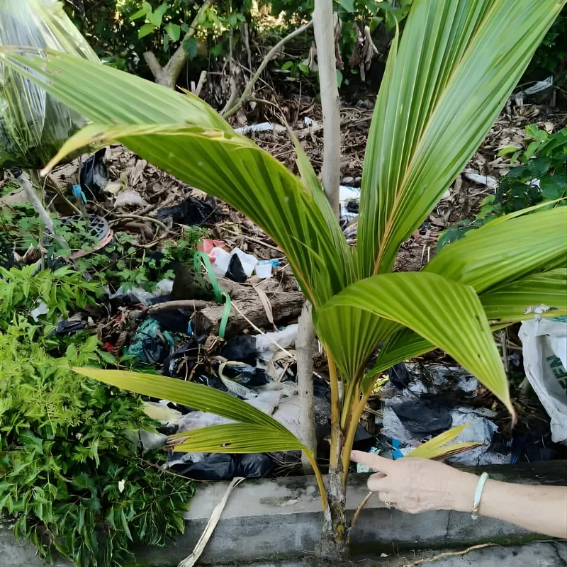 dừa xiêm dây