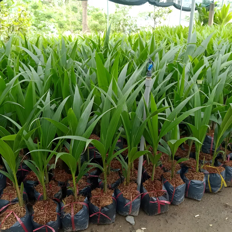 Dừa Xiêm Đỏ Mã Lai