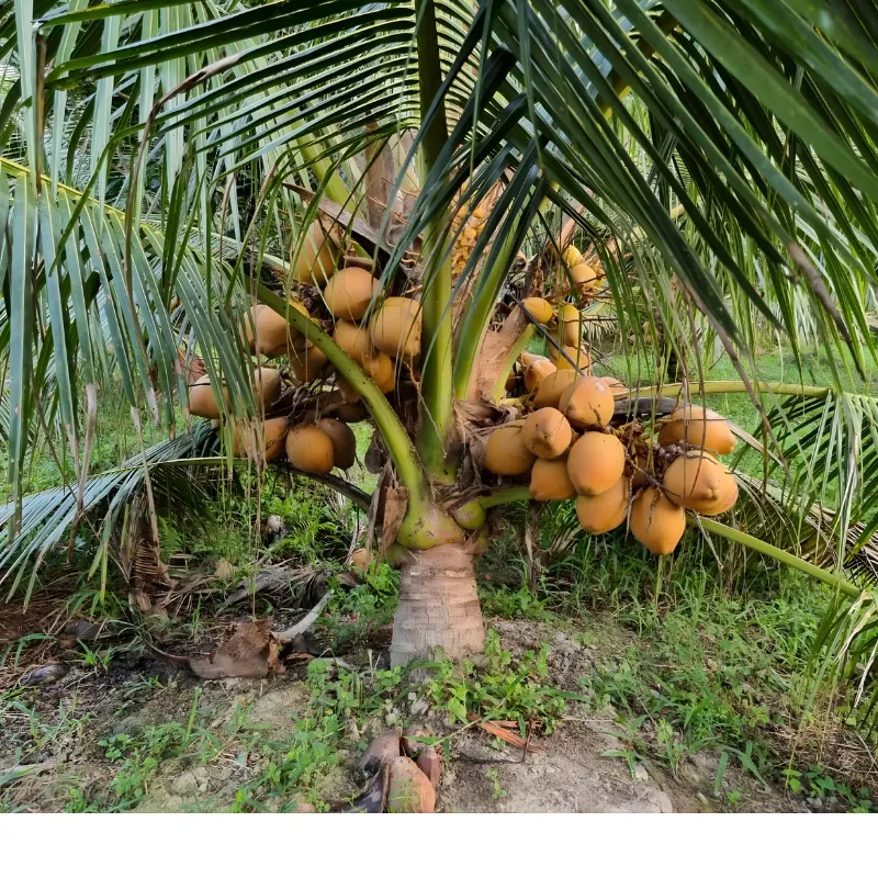 Dừa Xiêm Đỏ Mã Lai