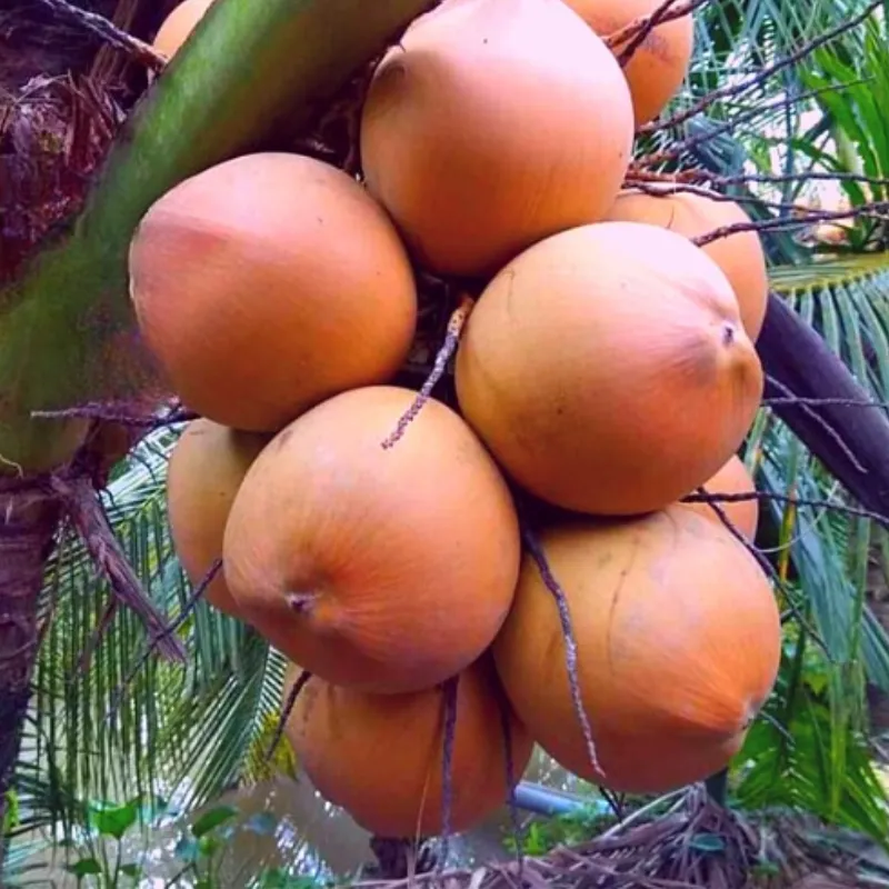 Dừa Xiêm Đỏ Mã Lai - Ảnh 5