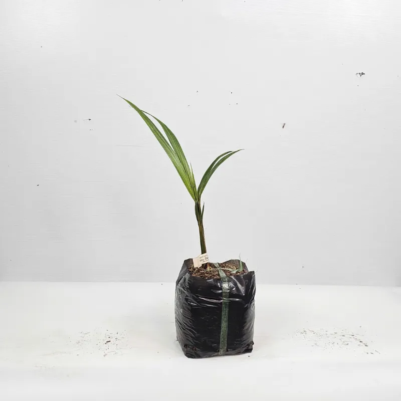 Dừa Xiêm Đỏ Mã Lai