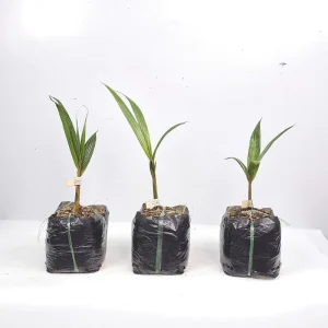 Dừa Xiêm Đỏ Mã Lai