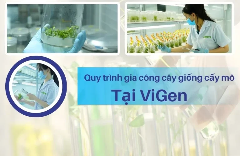 Quy trình gia công cây giống cấy mô tại ViGen: Từ chọn mẫu đến bàn giao