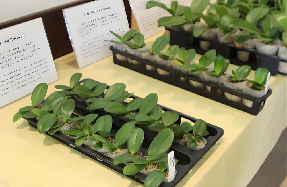 Các dòng và giống Hồ Điệp Trăm Hoa phổ biến