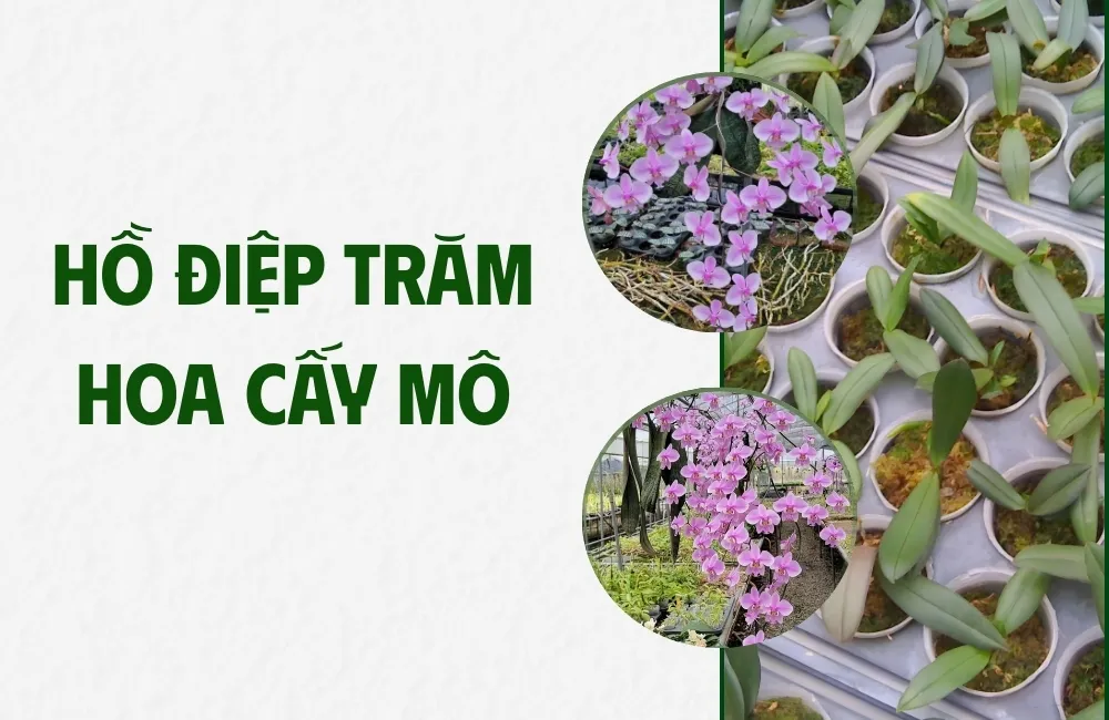 Tổng quan về cây Hồ Điệp Trăm Hoa cấy mô