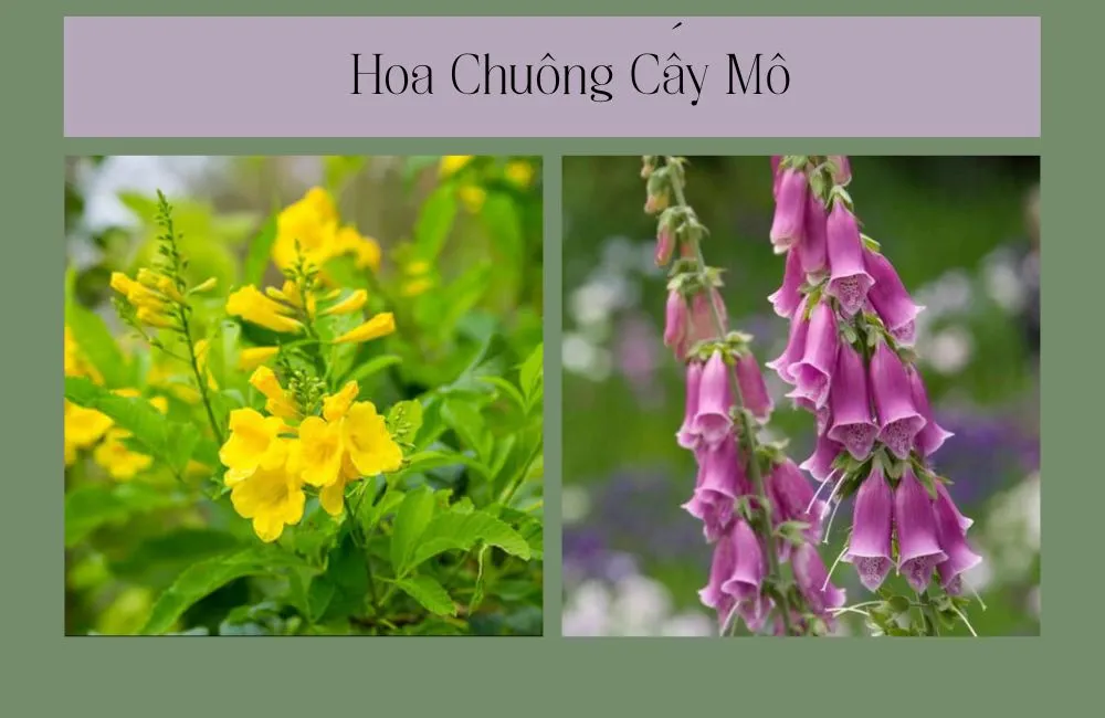Hoa Chuông Cấy Mô