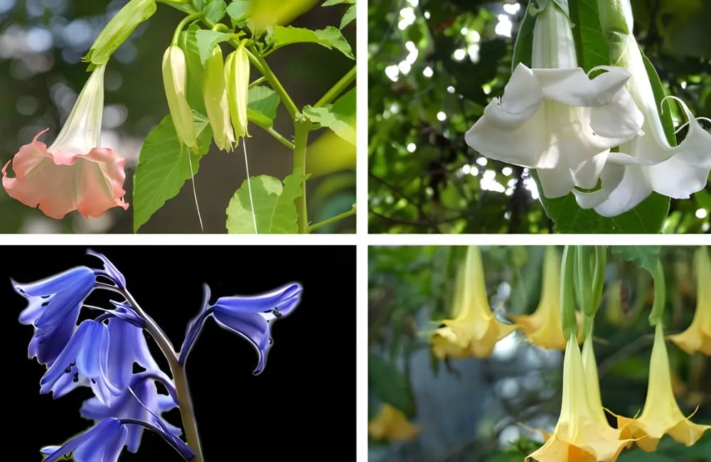 Hoa chuông cấy mô