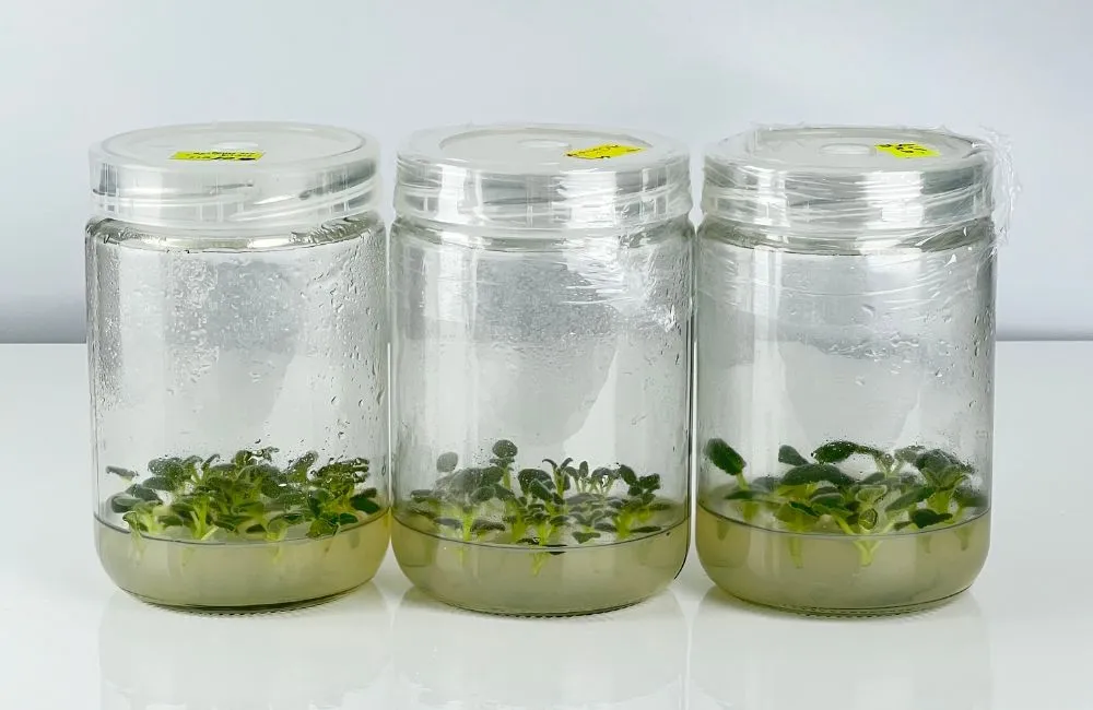 Hoa Chuông Cấy Mô