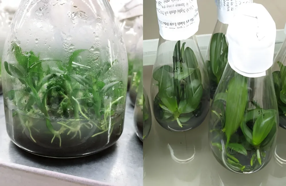 Các giống Lan Hồ Điệp cấy mô phổ biến hiện nay