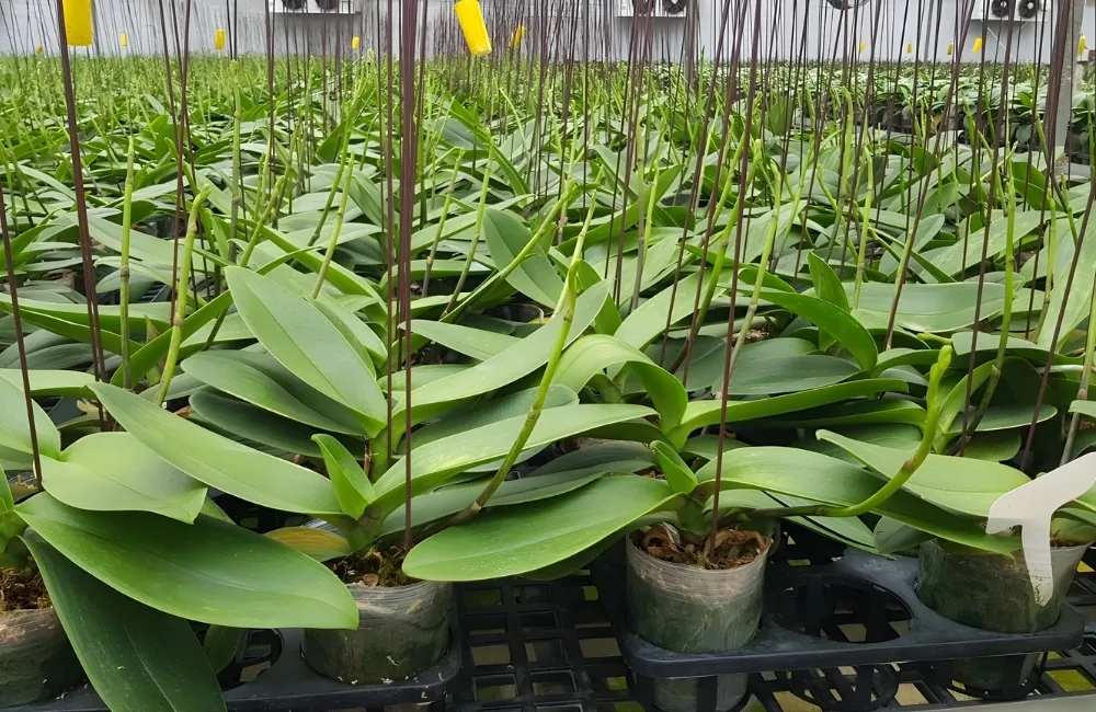 Kỹ thuật trồng và chăm sóc Lan Hồ Điệp cấy mô