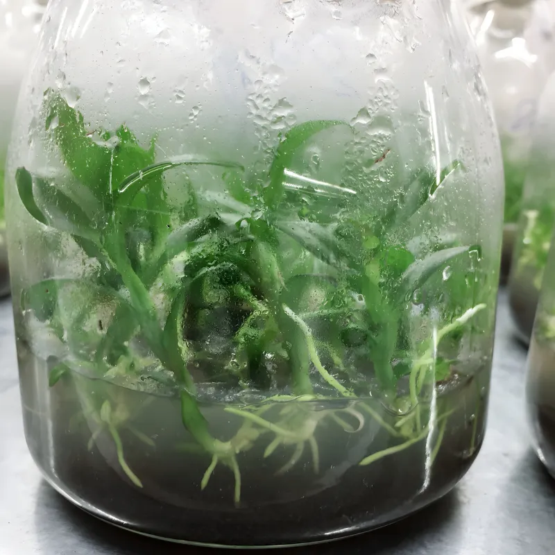 Lan Hồ Điệp Cấy Mô