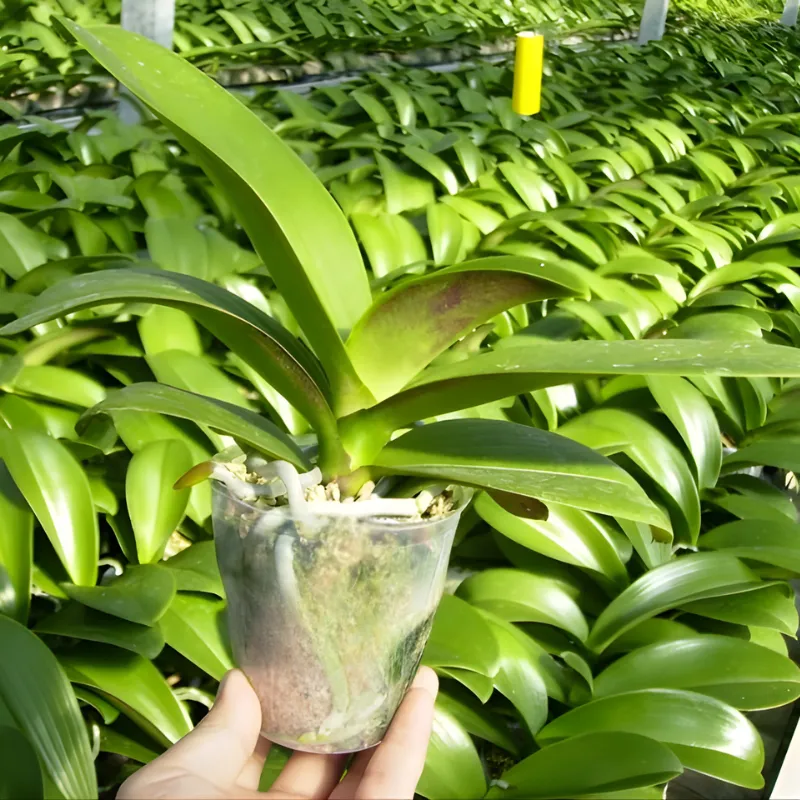 Lan Hồ Điệp Cấy Mô