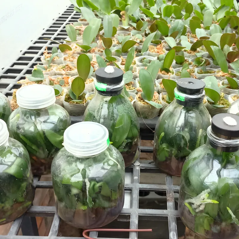 Cây lan hồ điệp cấy mô