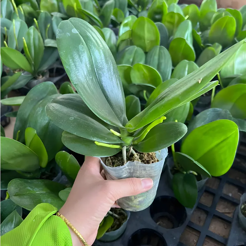 Lan Hồ Điệp Cấy Mô