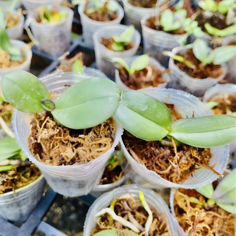 Cây giống lan hồ điệp cấy mô