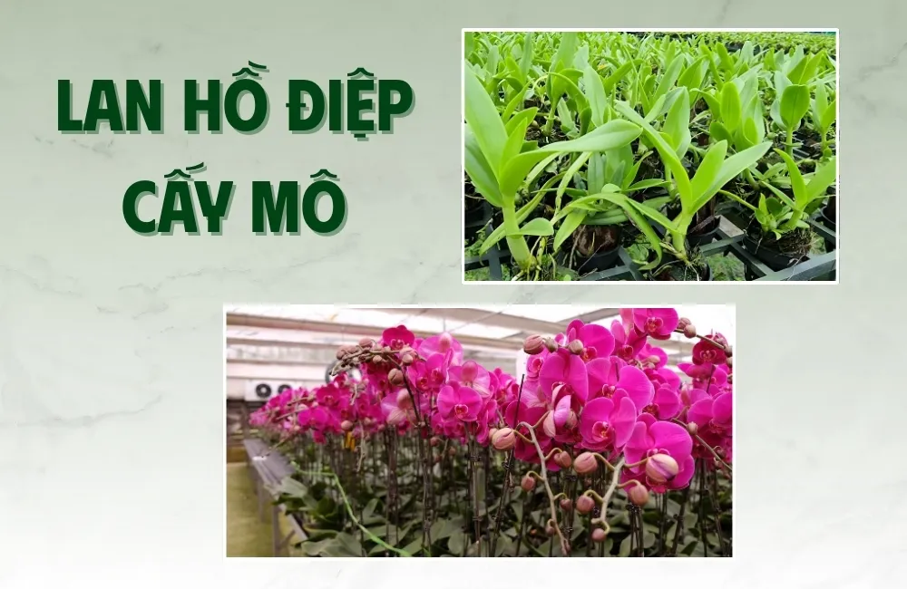 Tổng quan về cây Lan Hồ Điệp cấy mô